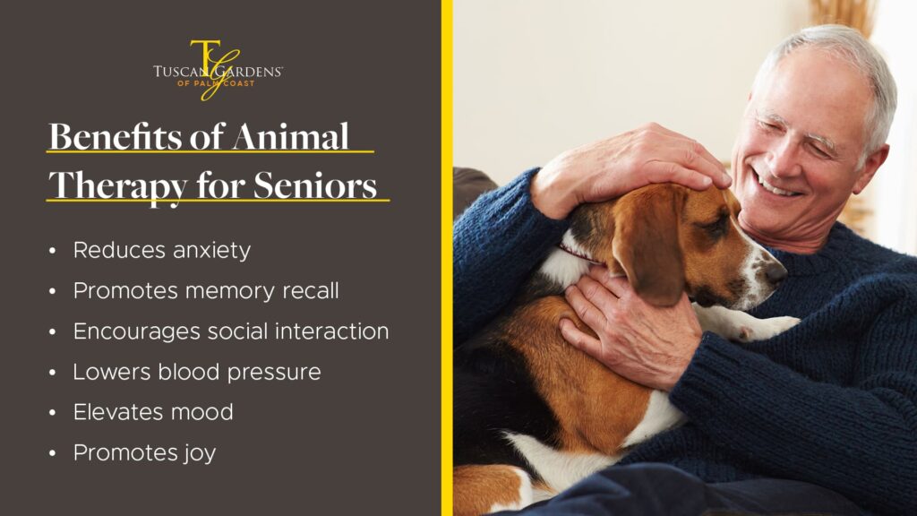 The benefits of animal therapy for seniors, such as reducing anxiety and promoting memory recall. 
