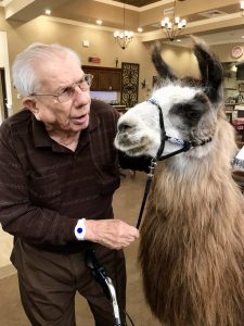 pet therapy llamas